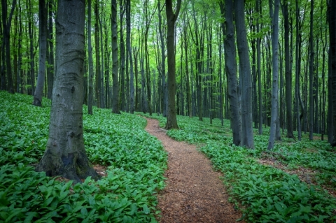 Lesná cestička